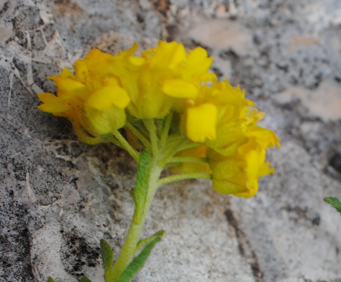 Alyssum diffusum
