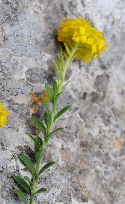 Alyssum diffusum