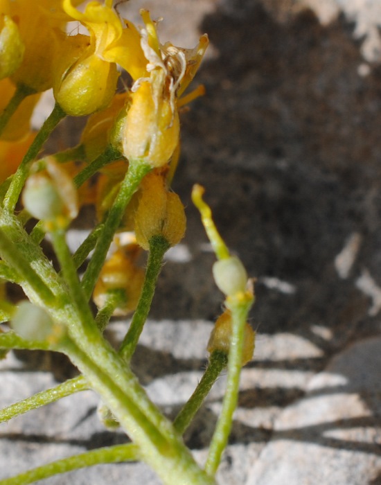 Alyssum diffusum