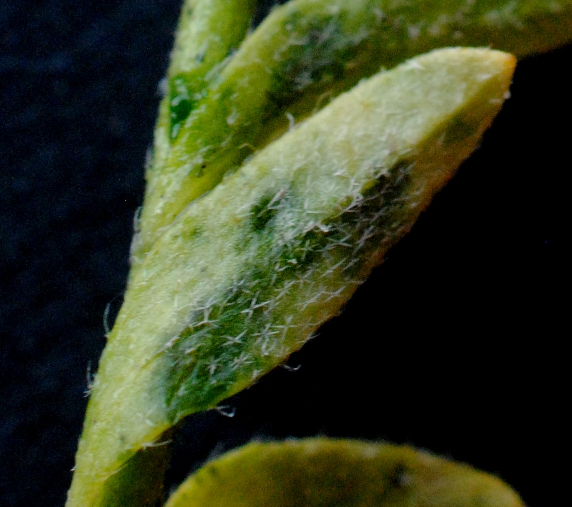 Alyssum diffusum