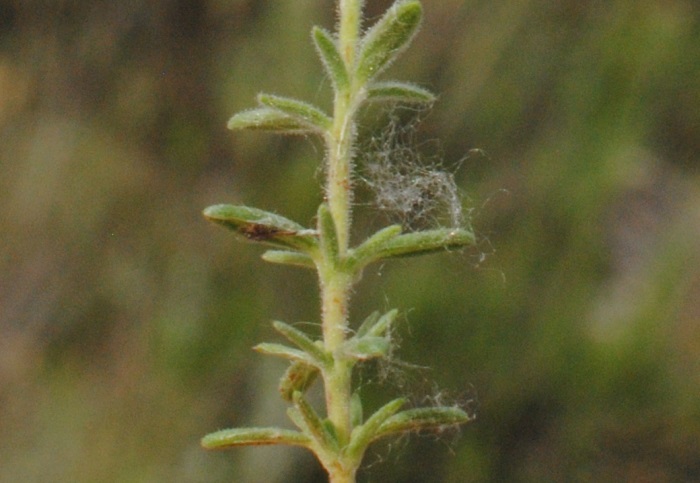 Fumana?  S, Fumana thymifolia (Cistaceae)