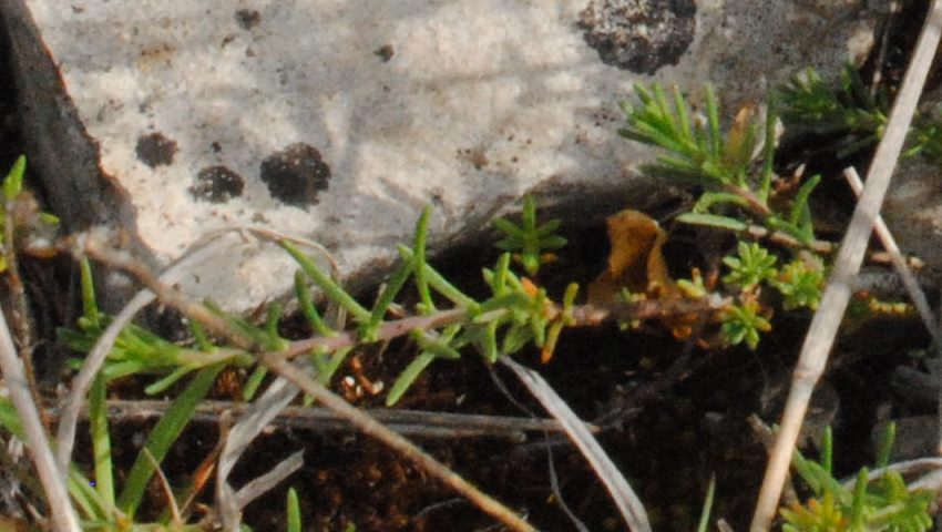 Fumana?  S, Fumana thymifolia (Cistaceae)