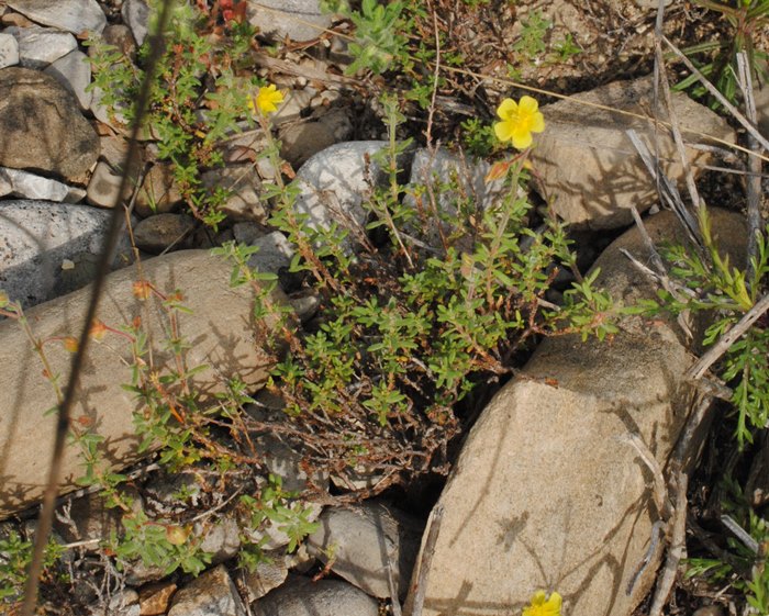 Fumana?  S, Fumana thymifolia (Cistaceae)