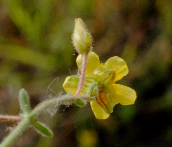 Fumana?  S, Fumana thymifolia (Cistaceae)