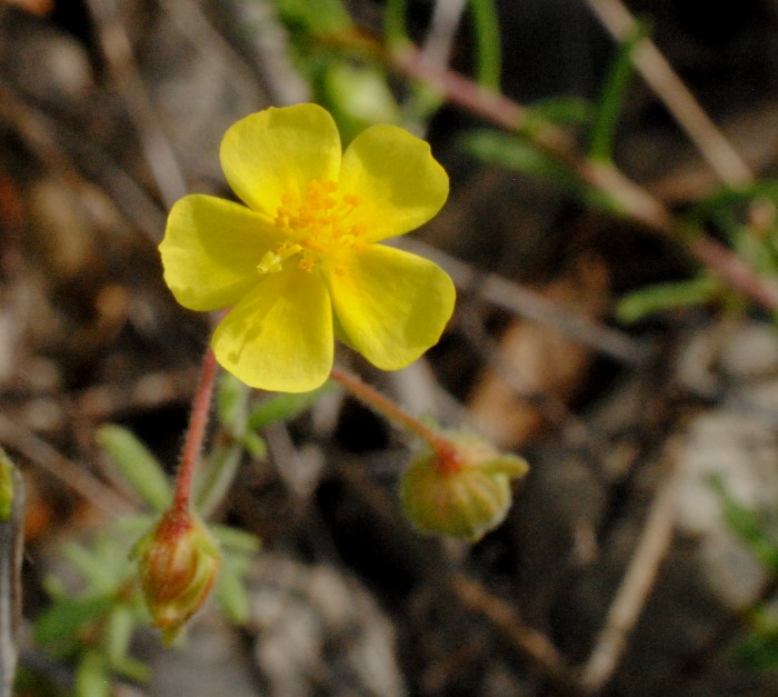 Fumana?  S, Fumana thymifolia (Cistaceae)