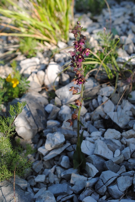 Epipactis atrorubens