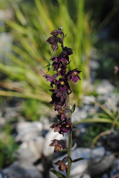 Epipactis atrorubens