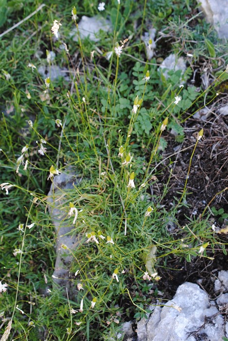 Silene notarisii o Silene saxifraga?
