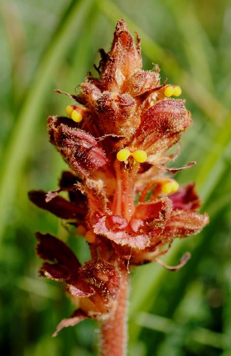 Orobanche?