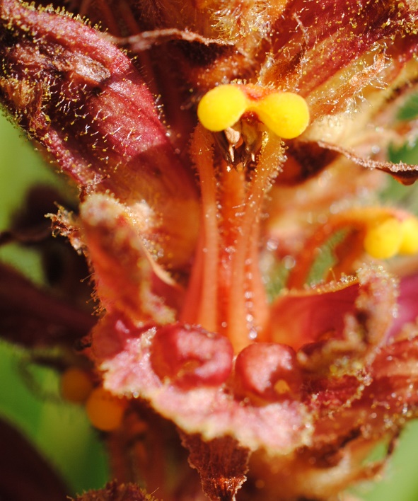 Orobanche?