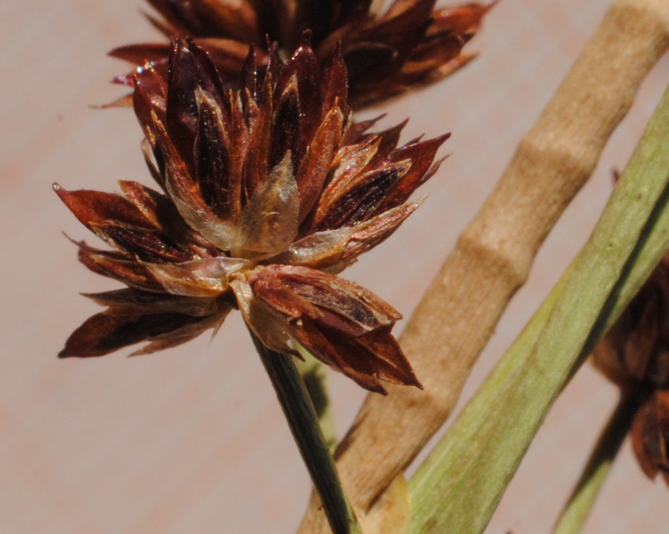 Juncus?