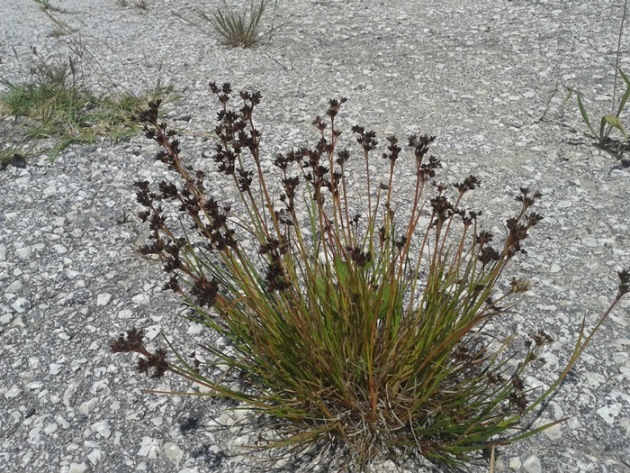 Juncus?