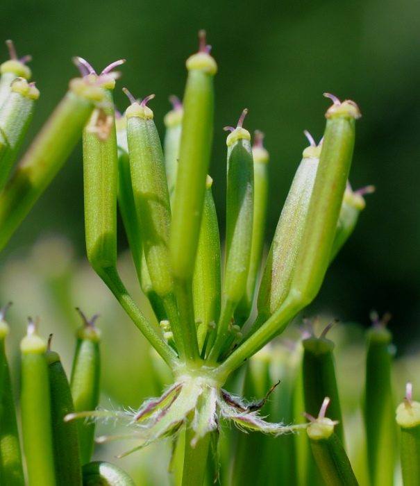 Solo frutti - Chaerophyllum cfr.aureum