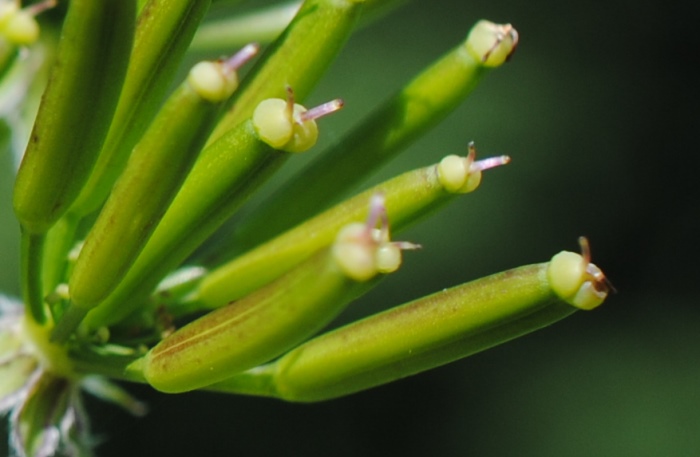 Solo frutti - Chaerophyllum cfr.aureum
