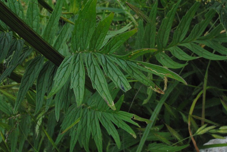 Valeriana stolonifera?