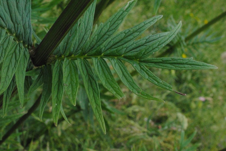 Valeriana stolonifera?