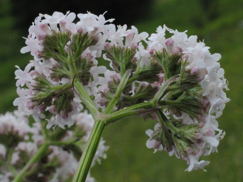Valeriana stolonifera?