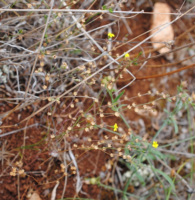 Linum trigynum