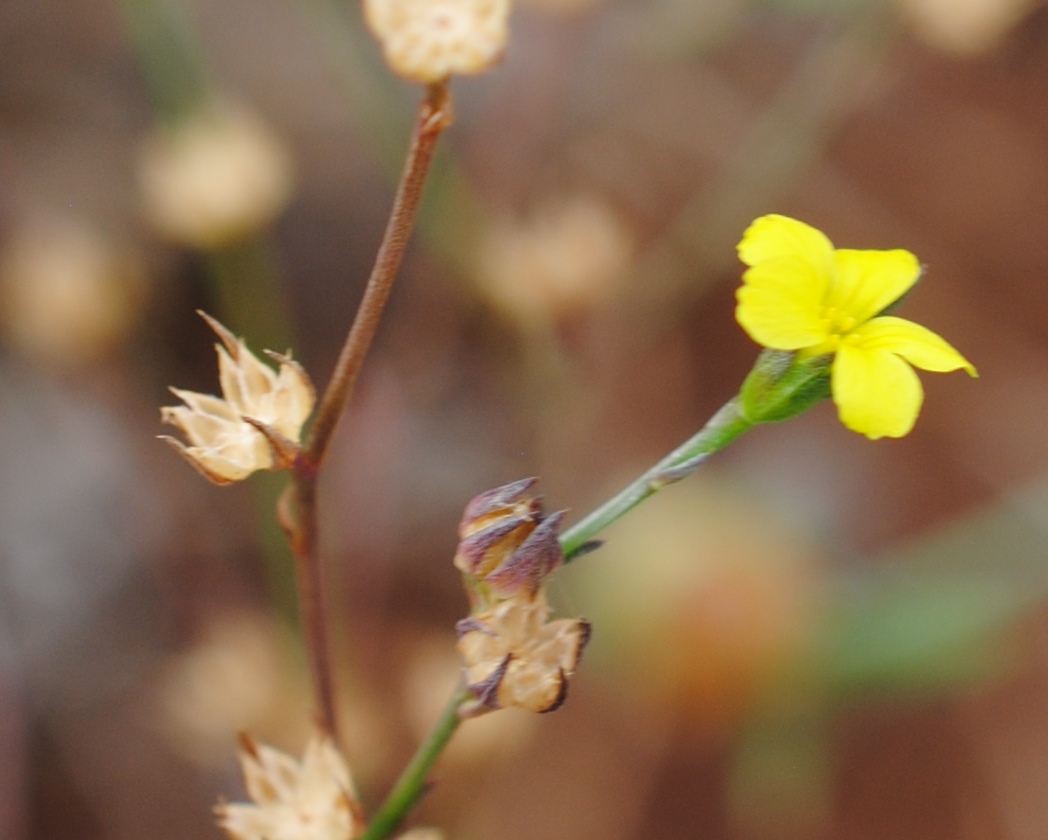 Linum trigynum