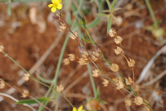 Linum trigynum