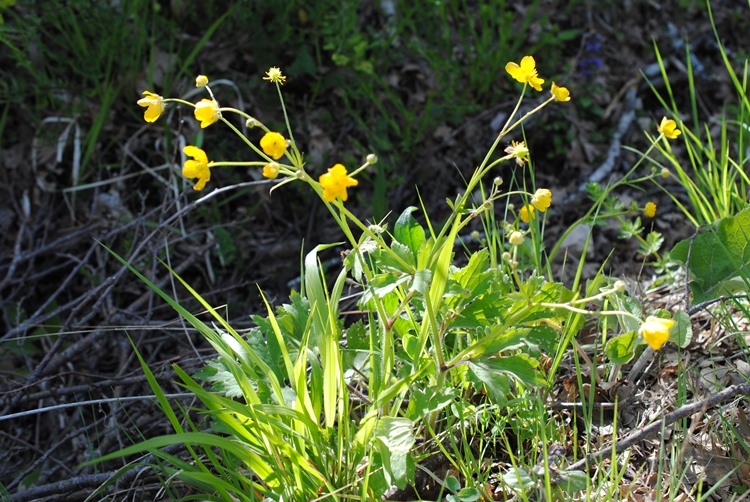Ranunculus?  S, Ranunculus lanuginosus