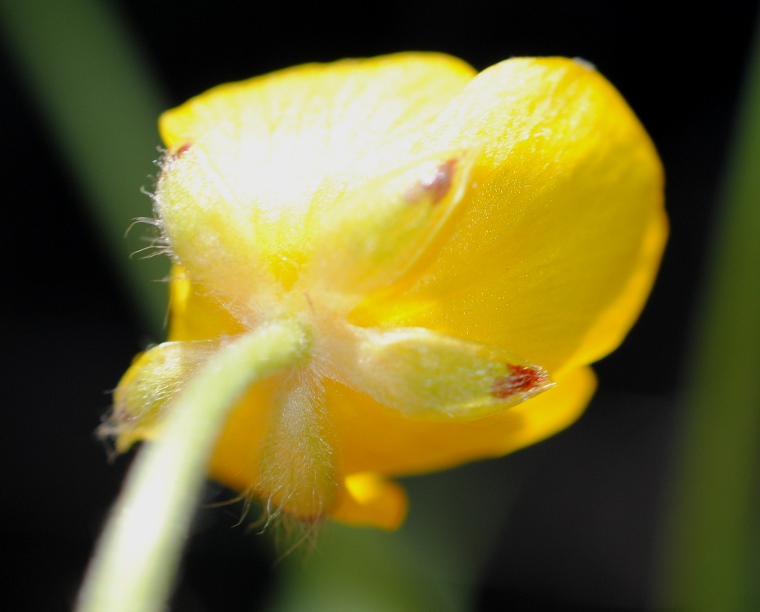 Ranunculus?  S, Ranunculus lanuginosus