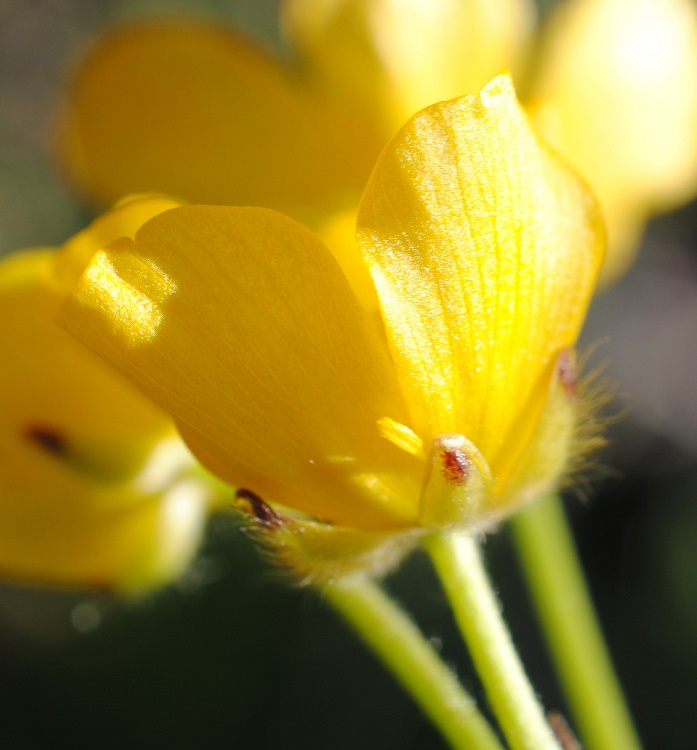 Ranunculus?  S, Ranunculus lanuginosus
