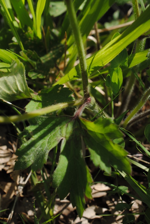 Ranunculus?  S, Ranunculus lanuginosus
