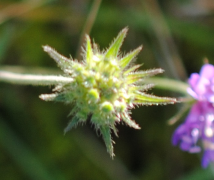 Scabiosa?