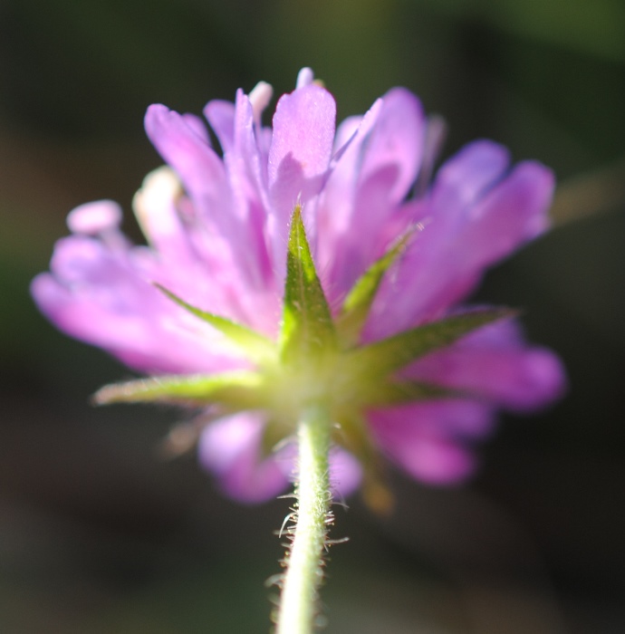 Scabiosa?