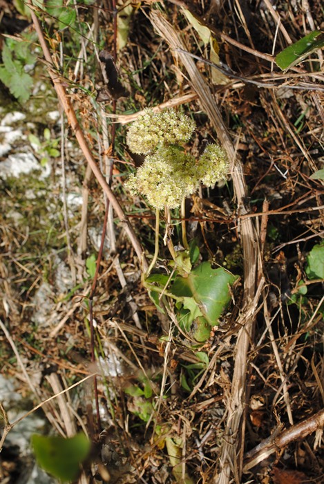 Hylotelephium maximum (Crassulaceae)   S !