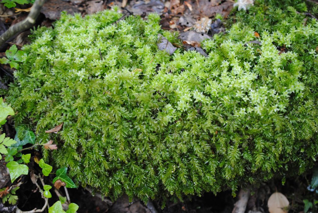 Sottobosco umido..Plagiomnium undulatum