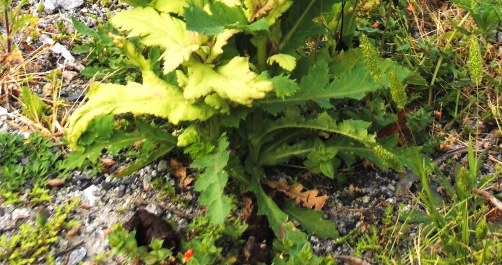 Papaver setigerum? ? S !