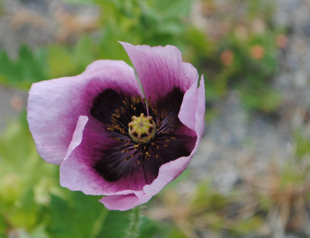 Papaver setigerum? ? S !