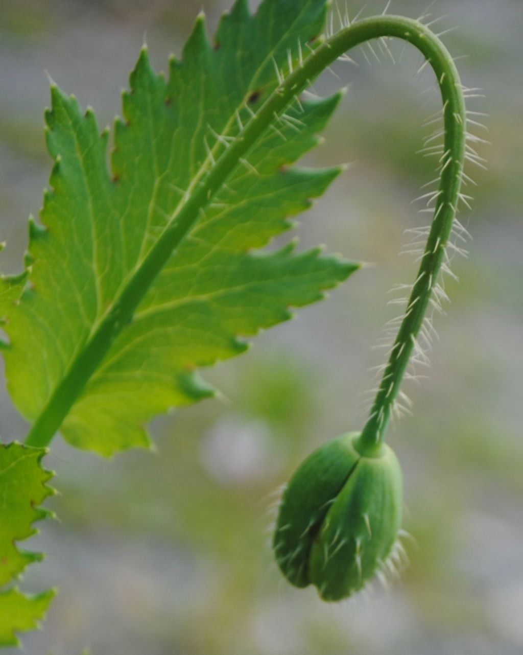 Papaver setigerum? ? S !