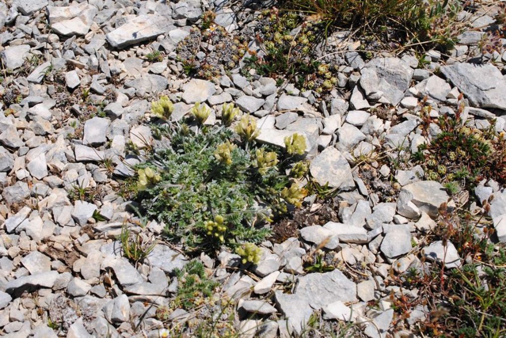 Oxytropis campestris (Fabaceae)?  S !