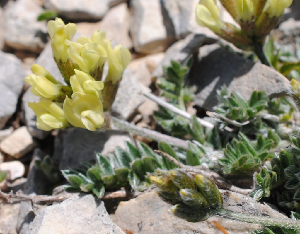 Oxytropis campestris (Fabaceae)?  S !