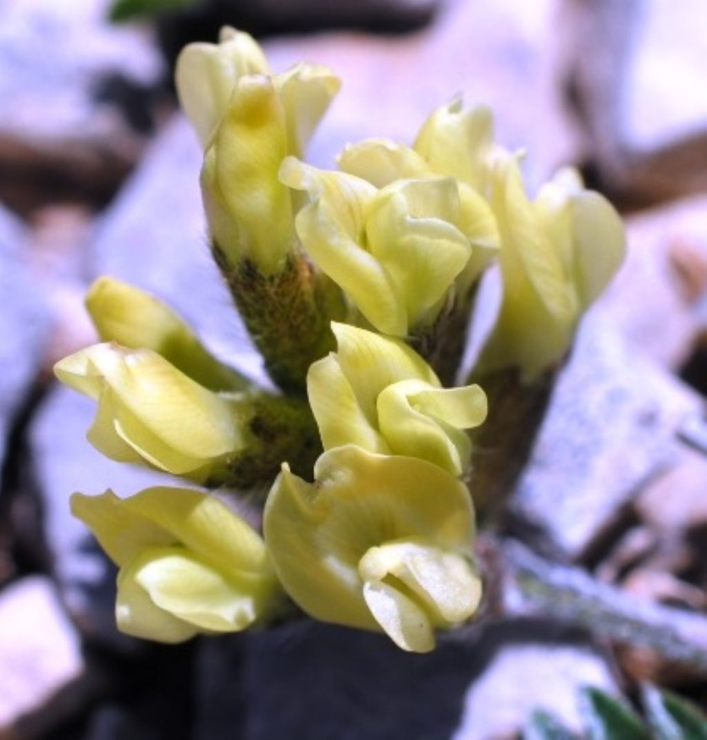 Oxytropis campestris (Fabaceae)?  S !