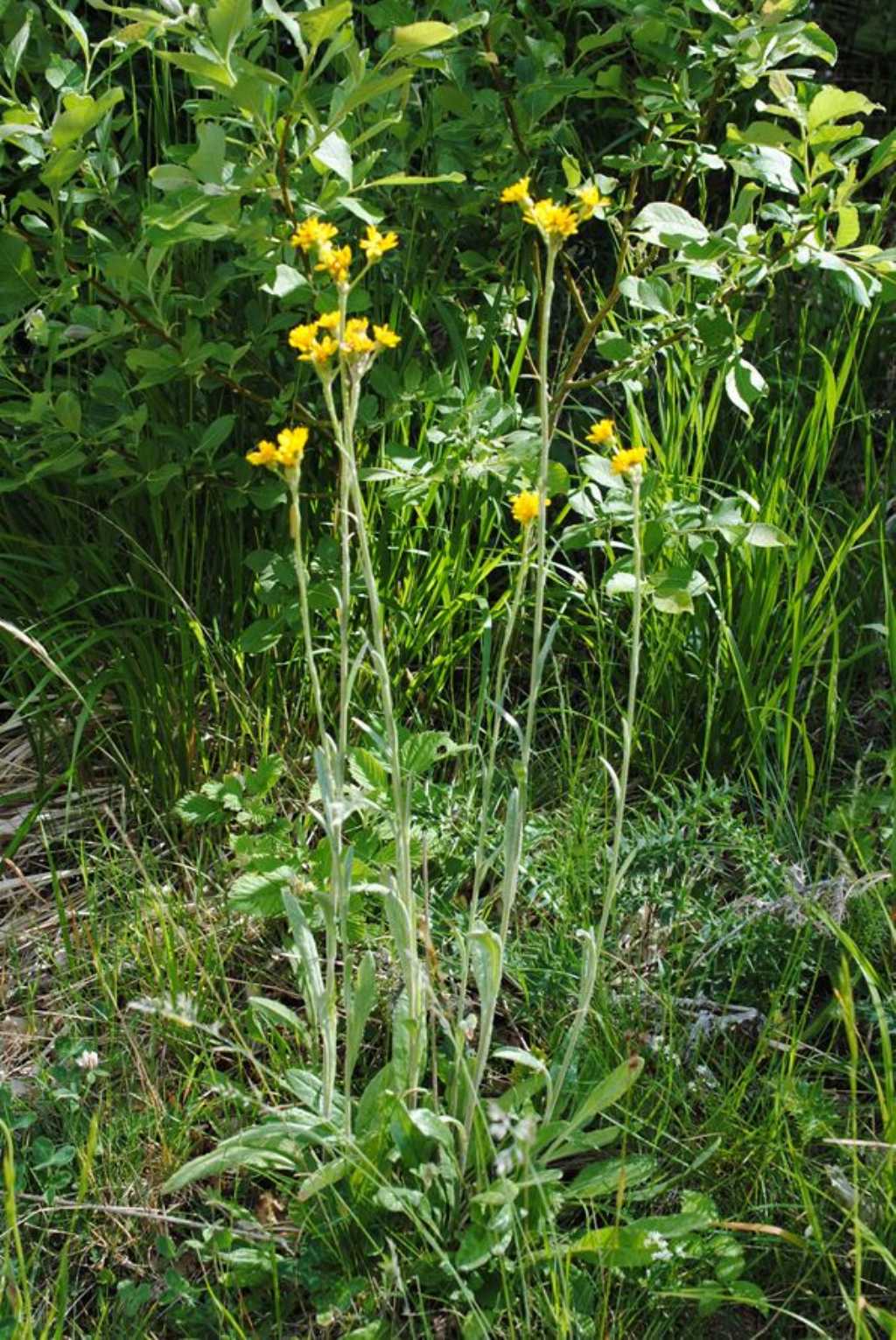 Asteracea? S, Tephroseris integrifolia subsp. integrifolia