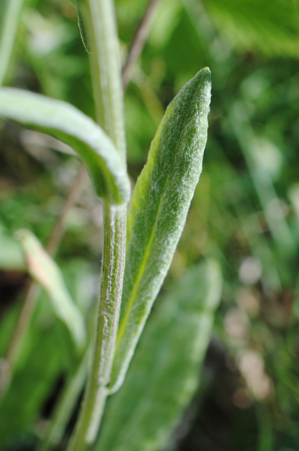 Asteracea? S, Tephroseris integrifolia subsp. integrifolia
