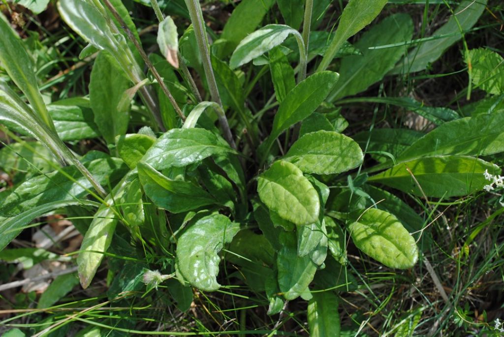 Asteracea? S, Tephroseris integrifolia subsp. integrifolia