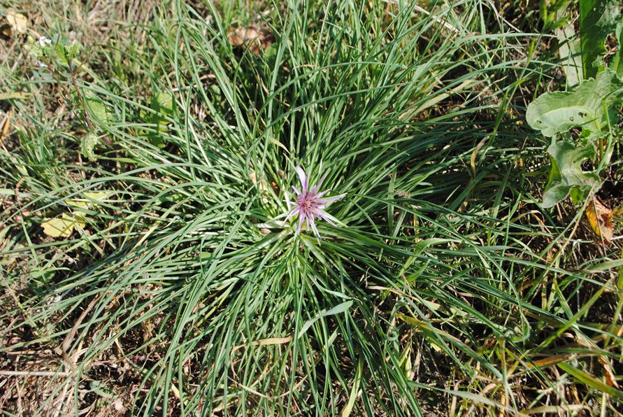 Quale Tragopogon?  Tragopogon porrifolius