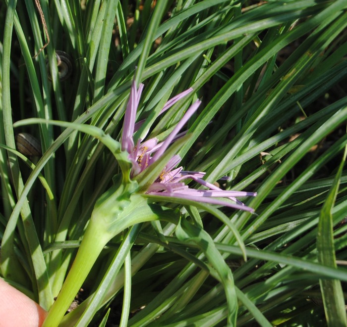 Quale Tragopogon?  Tragopogon porrifolius