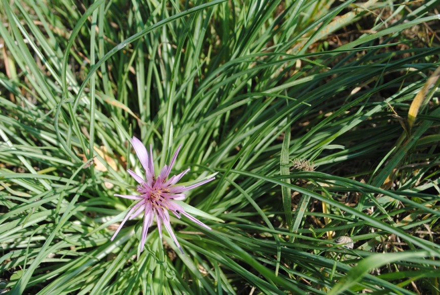 Quale Tragopogon?  Tragopogon porrifolius