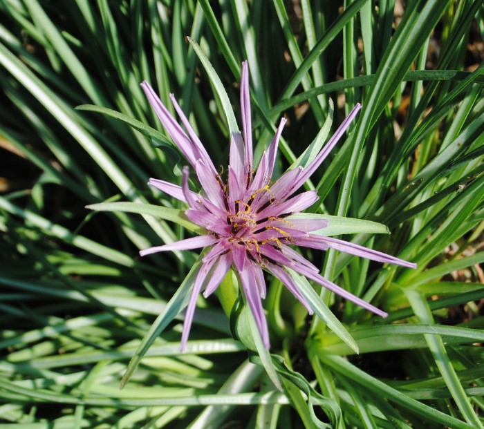 Quale Tragopogon?  Tragopogon porrifolius