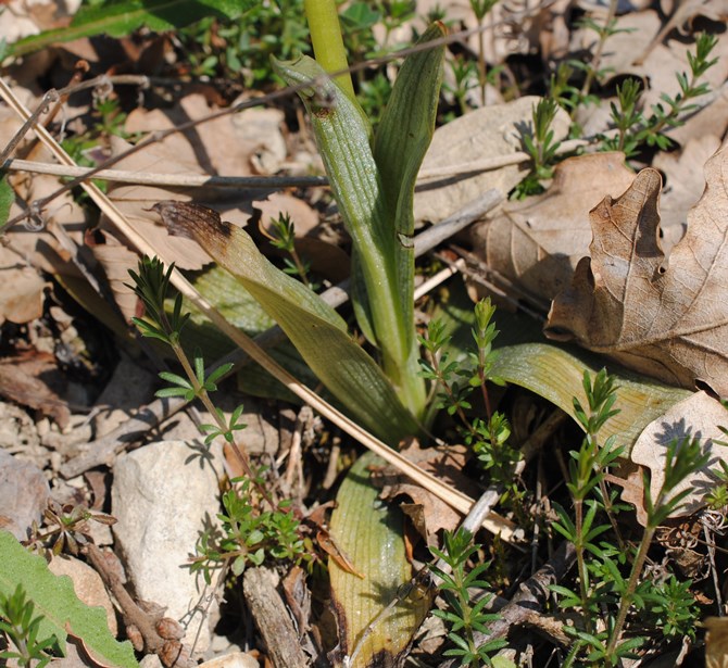 Ophrys?