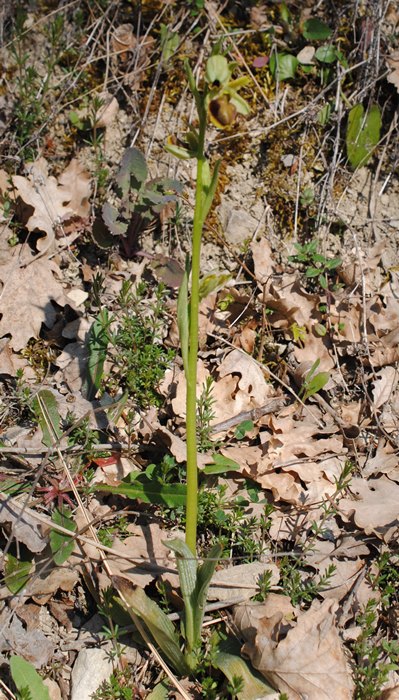 Ophrys?