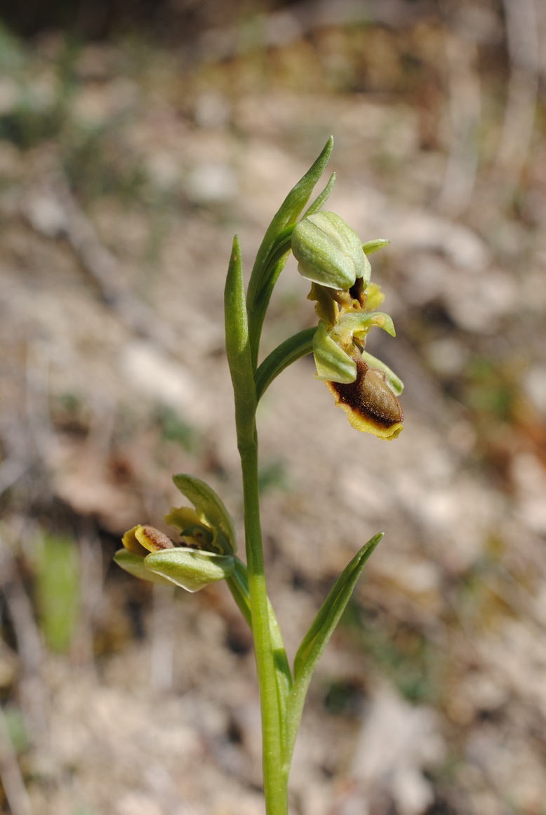 Ophrys?