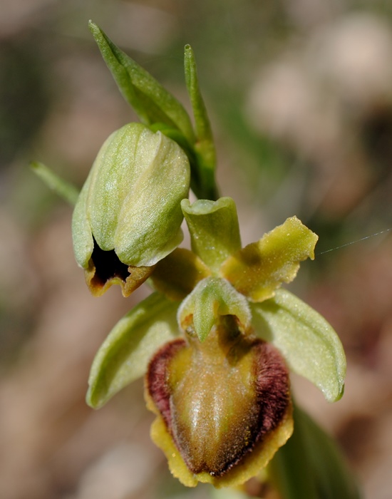 Ophrys?