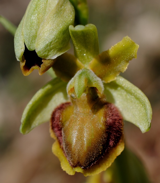 Ophrys?